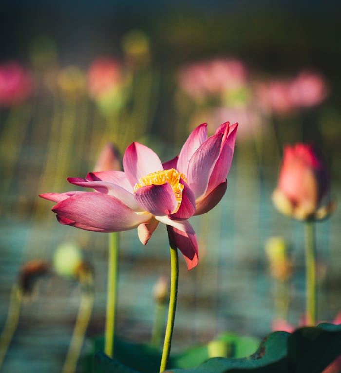 Beautiful pink lotus flower in full bloom, captured in Bình Định, Vietnam, close-up focus.